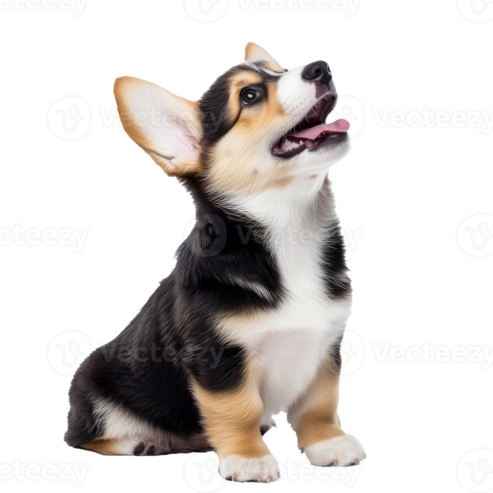 Curious corgi puppy sitting up png
