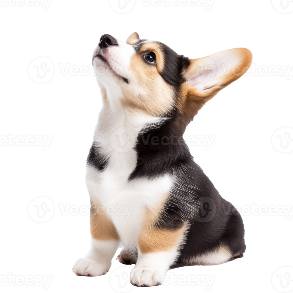 Corgi puppy sitting and looking up with curiosity png
