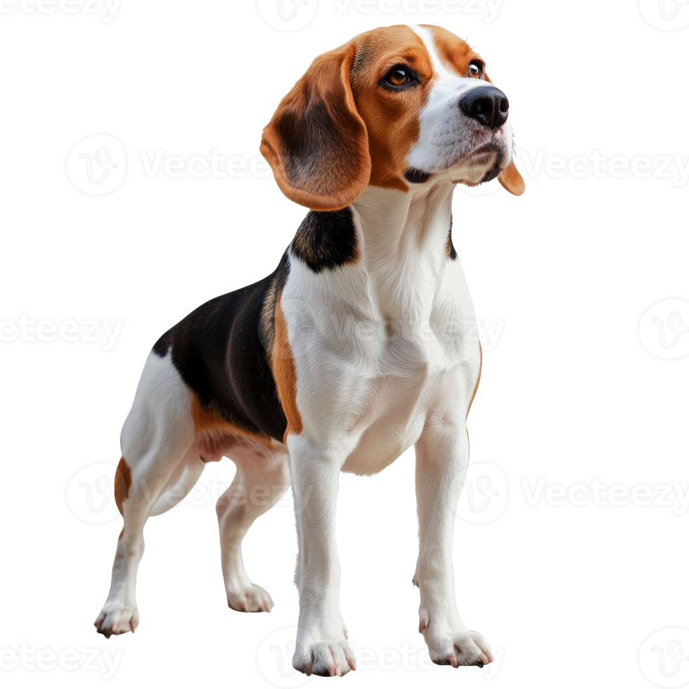 Beagle standing proudly on a white background png