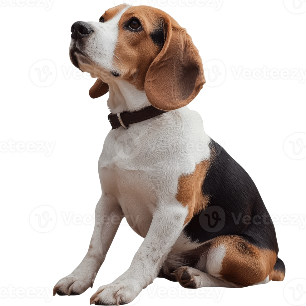 A beagle sits attentively on a white background png