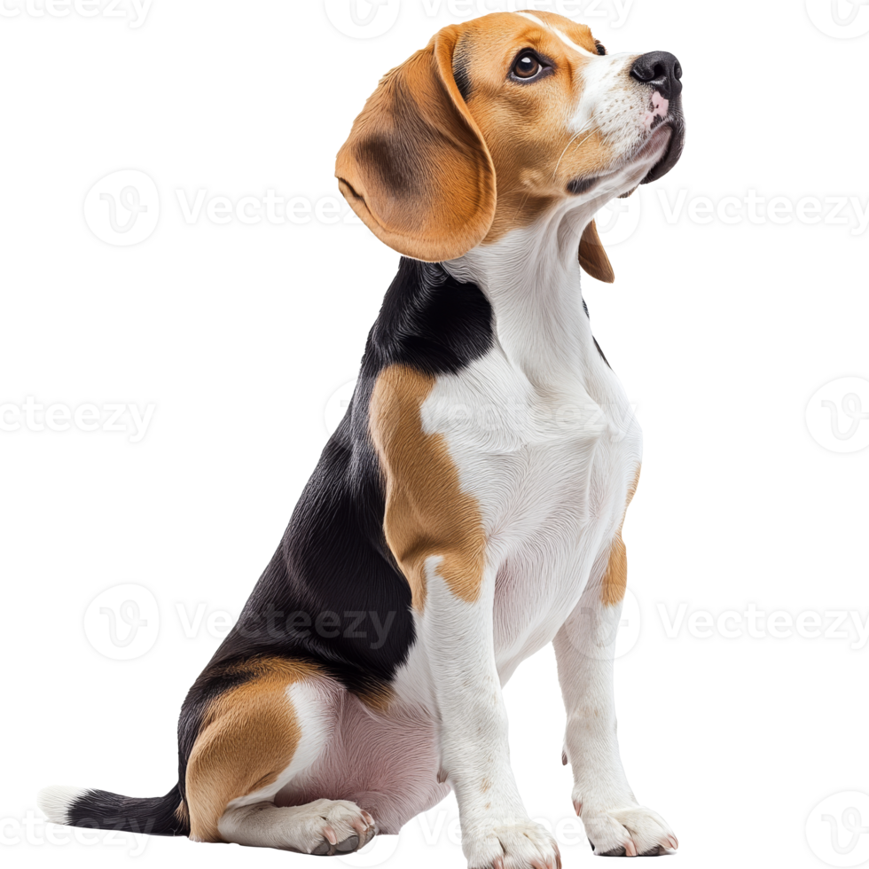 Daytime beagle sitting attentively indoors png