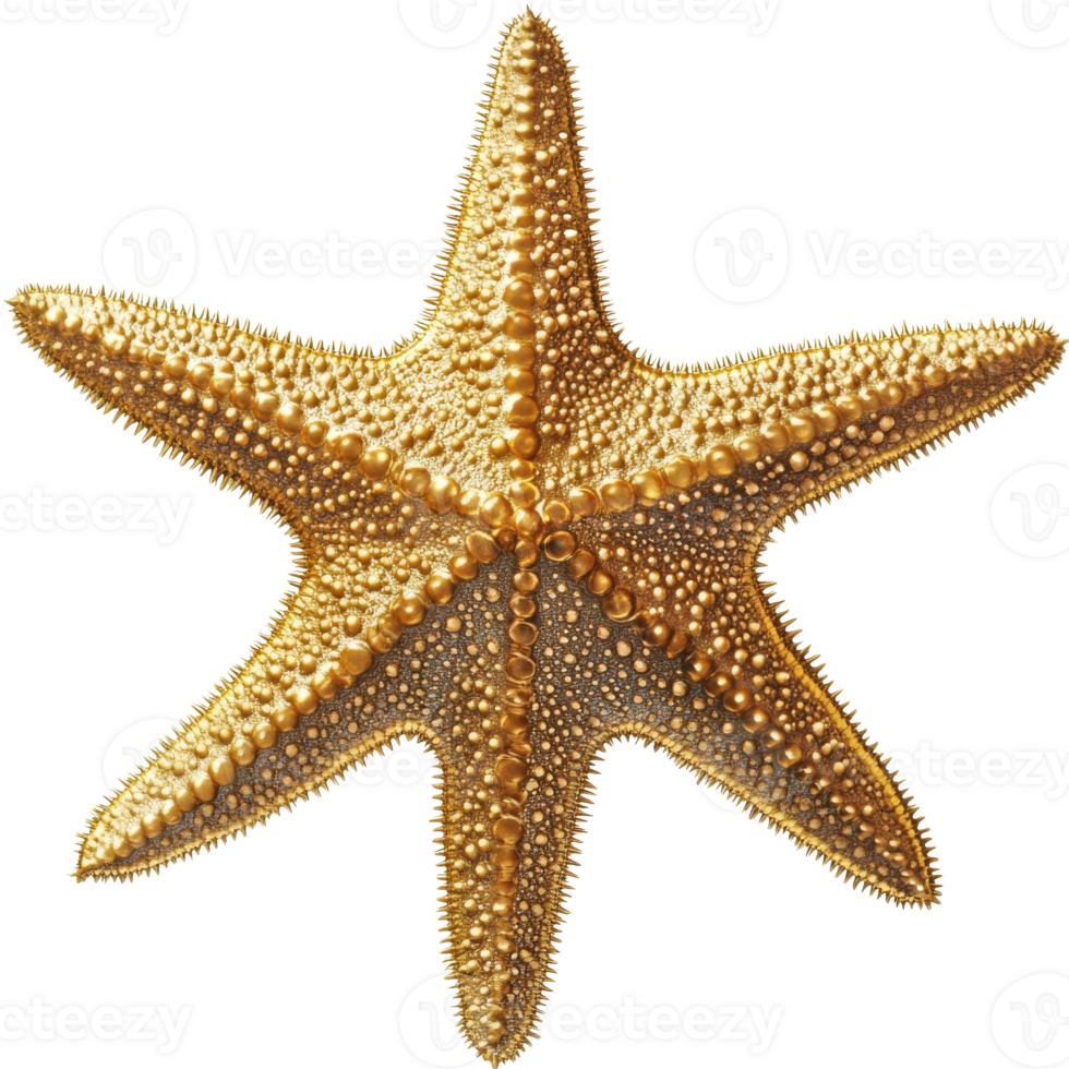 Golden starfish resting on a sandy ocean floor png