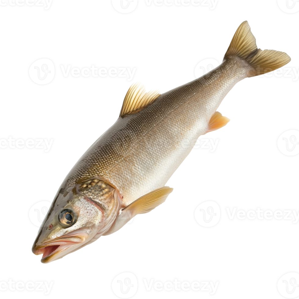 Freshwater fish caught in a river during daytime png