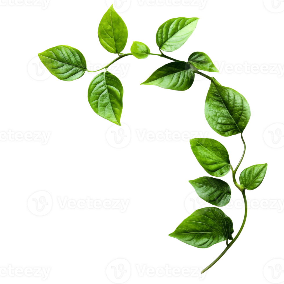 Green leaves climbing on a thin vine indoors png