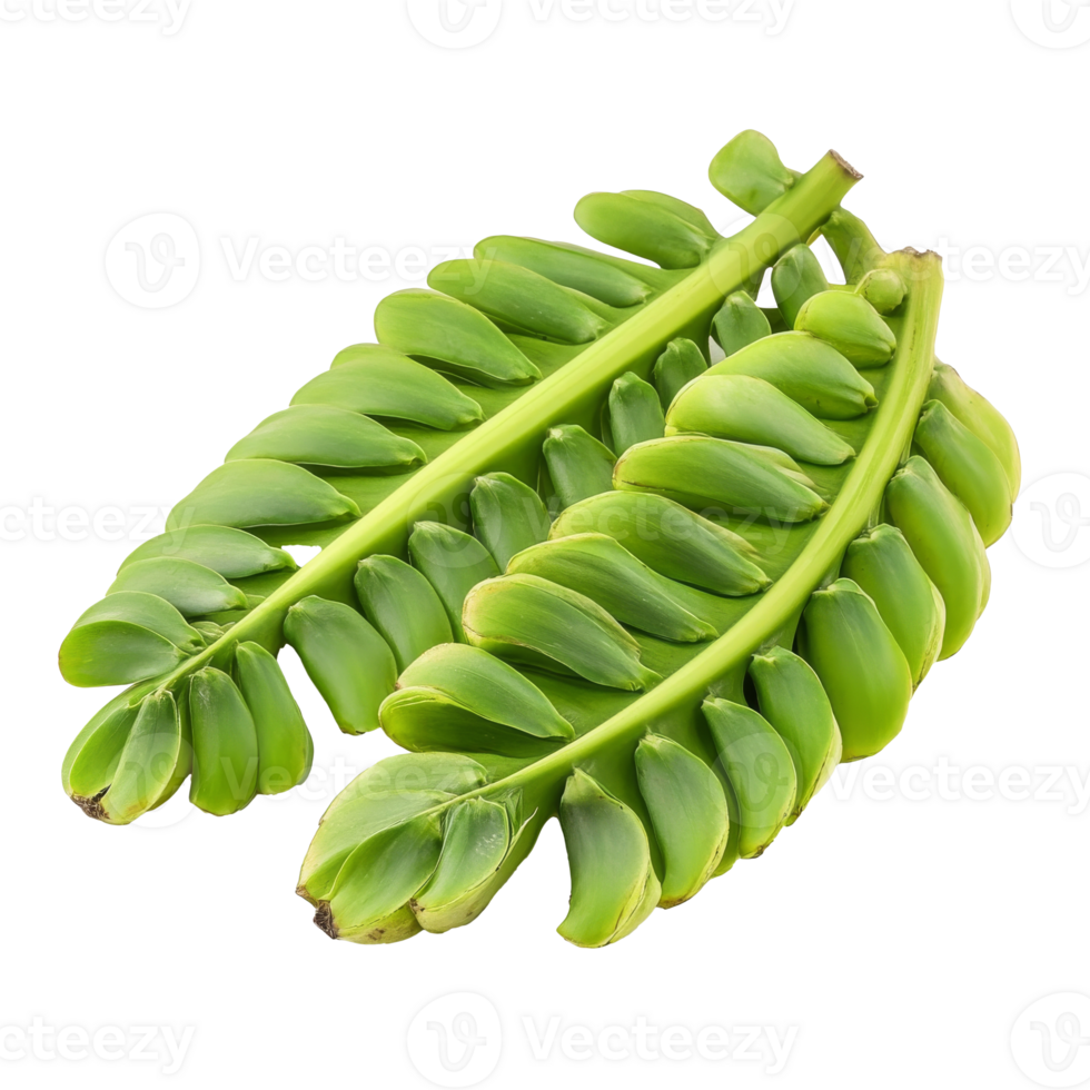 Tropical plants fresh green leaves png
