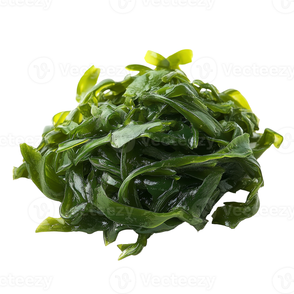 Fresh green seaweed for cooking png
