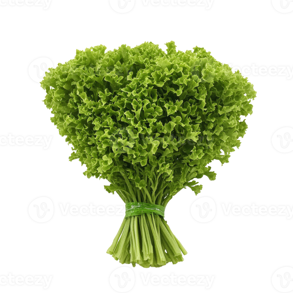 Fresh lettuce ready for salads and meals png