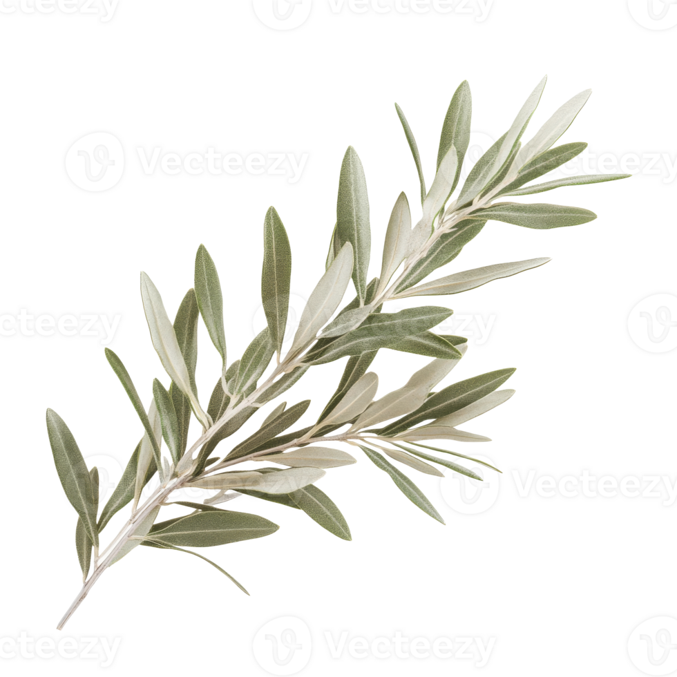 Bright olive branch with green white leaves png
