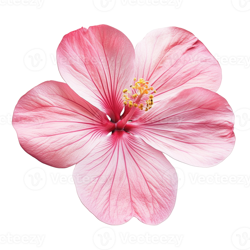 Beautiful pink hibiscus flower blooming in nature png