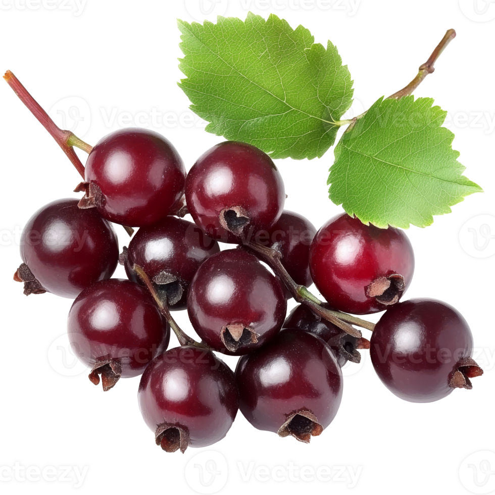 Fresh and ripe dark red currants on a stem png
