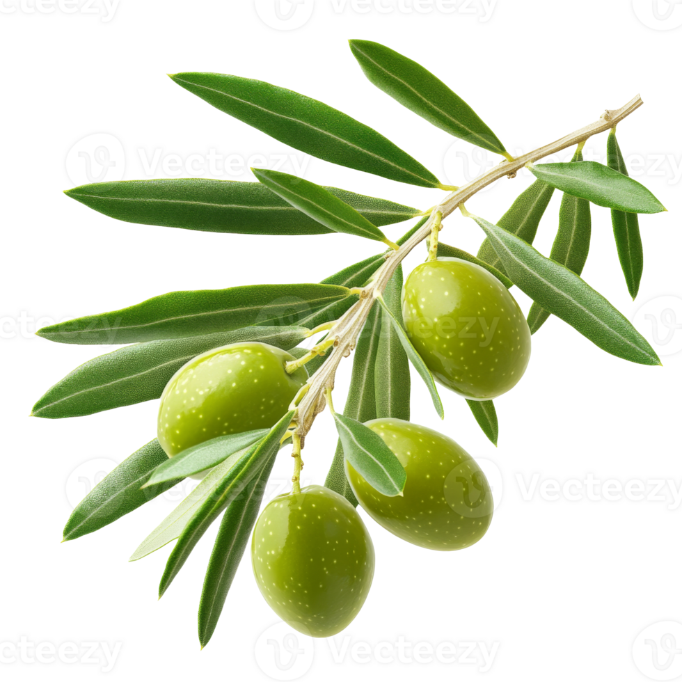 Fresh green olives on a branch with leaves png