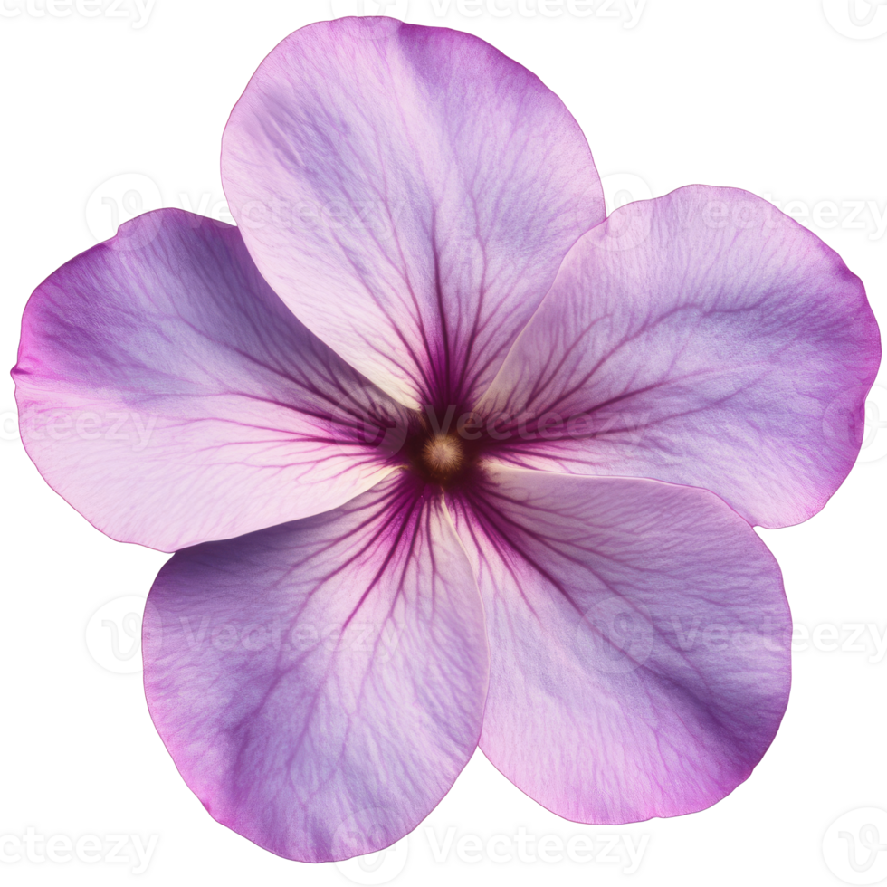 Delicate violet flower with fine petals png