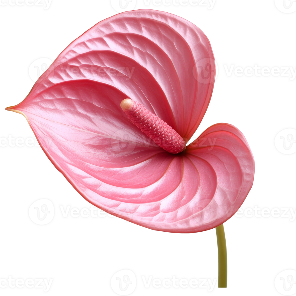 Pink anthurium flower blooming with vibrant colors png