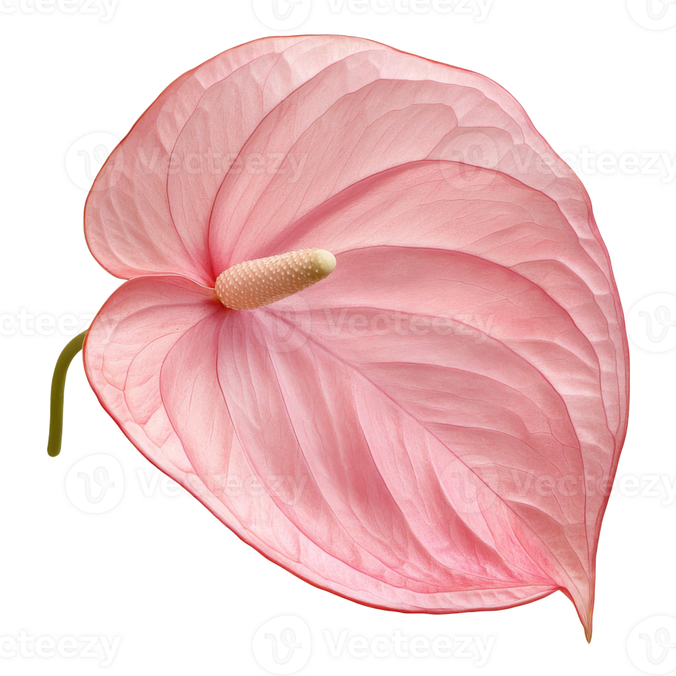 Soft pink flower in bloom png