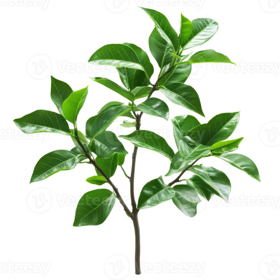 Shiny green branch on plain background png