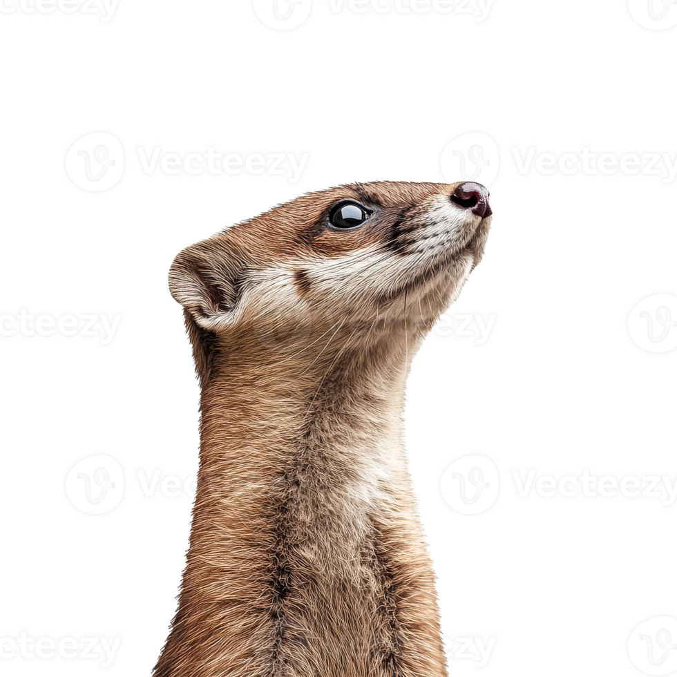 Weasel gazing up on white background png