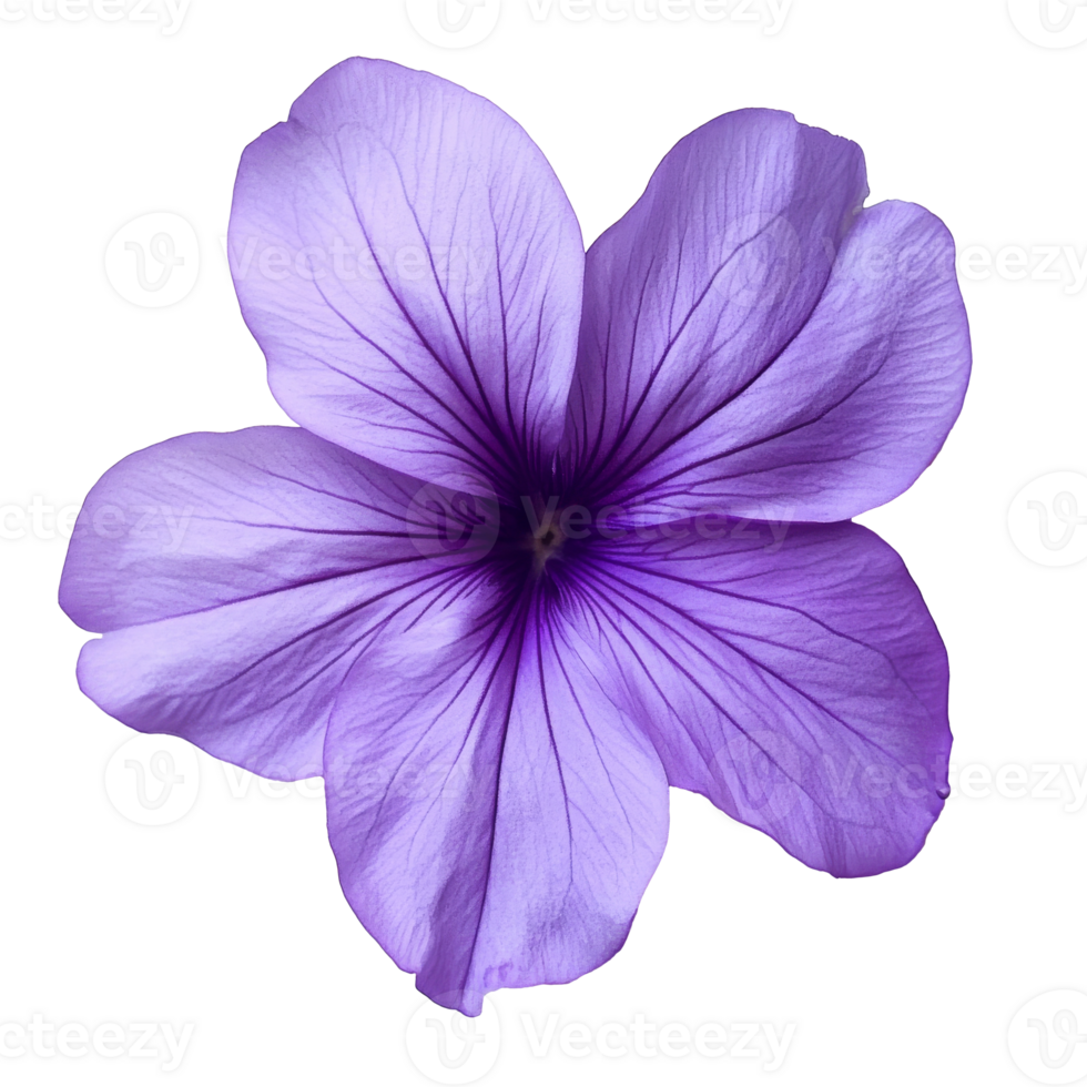Purple flower with delicate petals in full bloom png