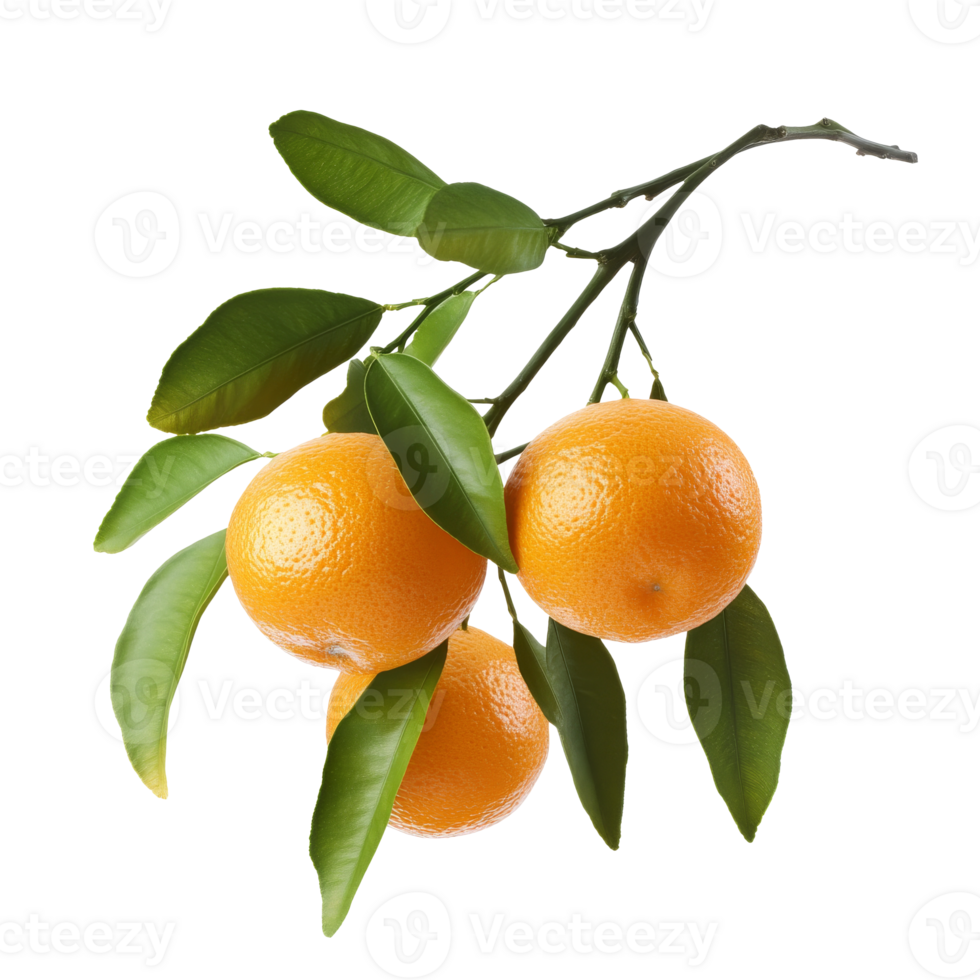 Oranges on a green branch in daylight png