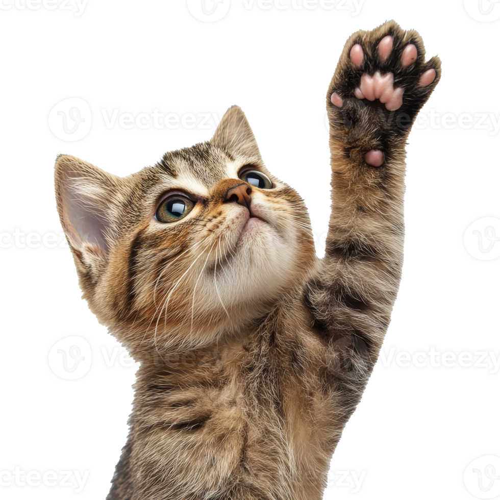Cute tabby kitten reaching up with paw in studio png