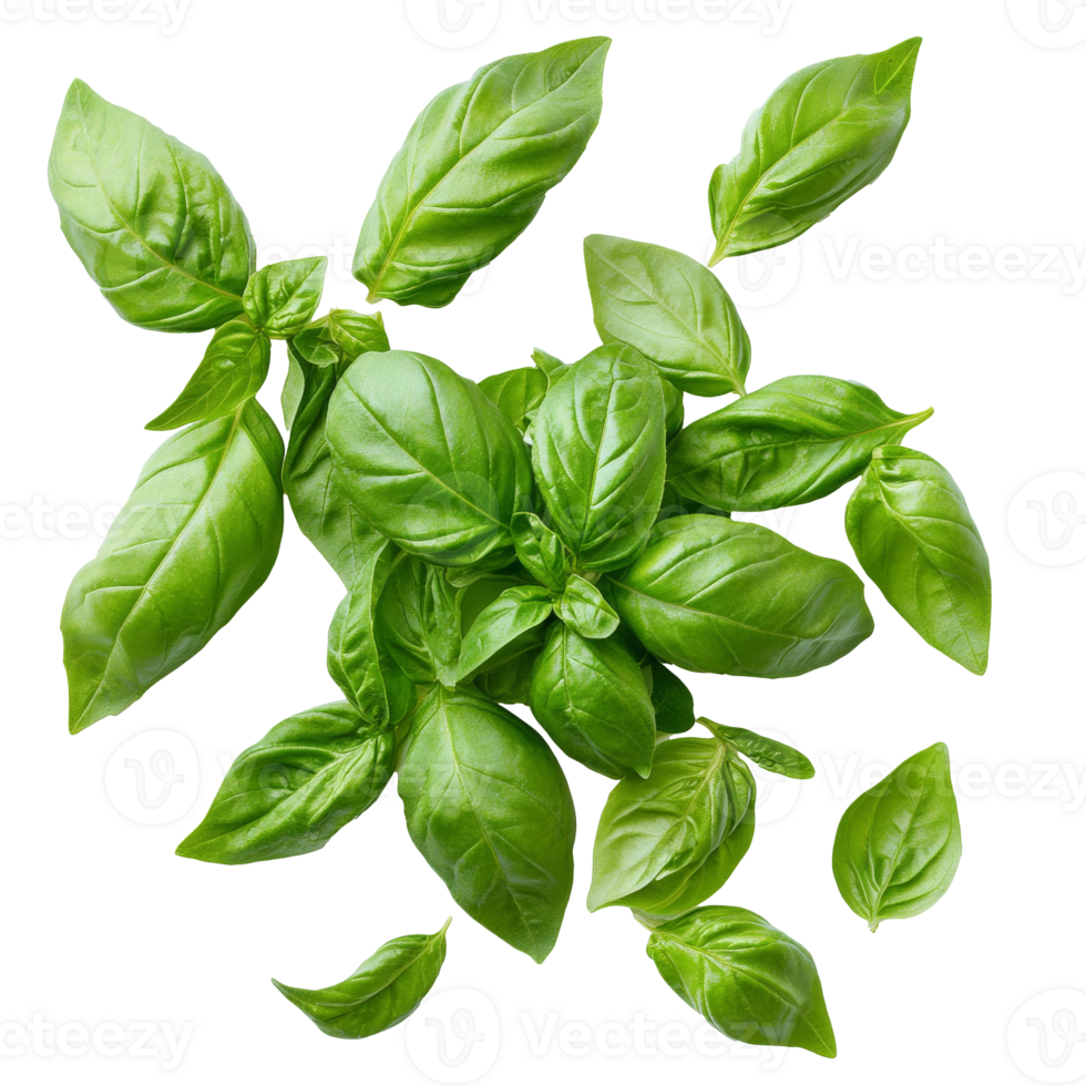 Fresh basil leaves arranged on a white background png