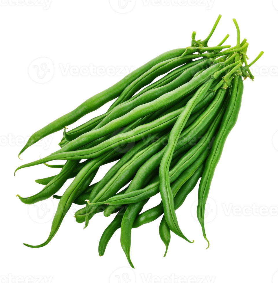 Fresh green beans harvested from the garden png