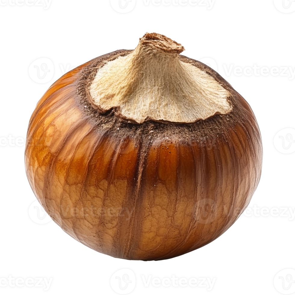 Autumn chestnut on white background png