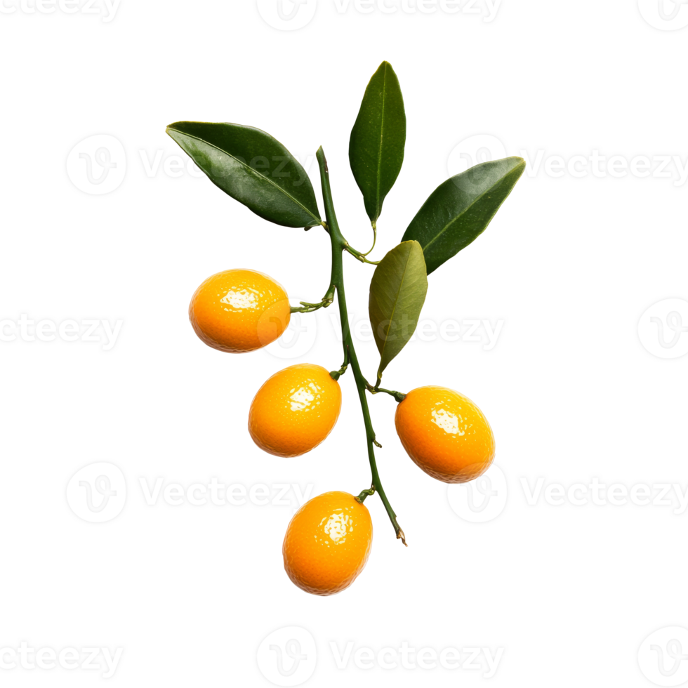 Bright kumquats on a leafy branch in natural light png