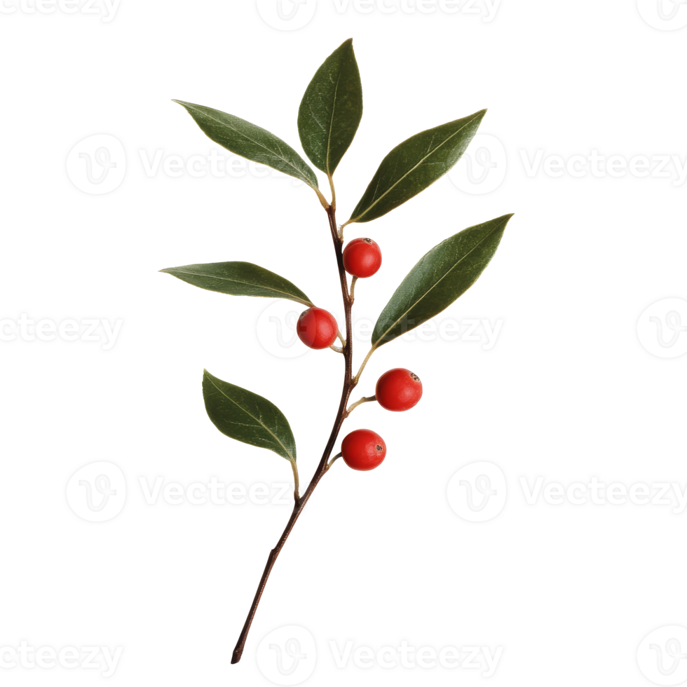 Branch with bright red berries and green leaves png