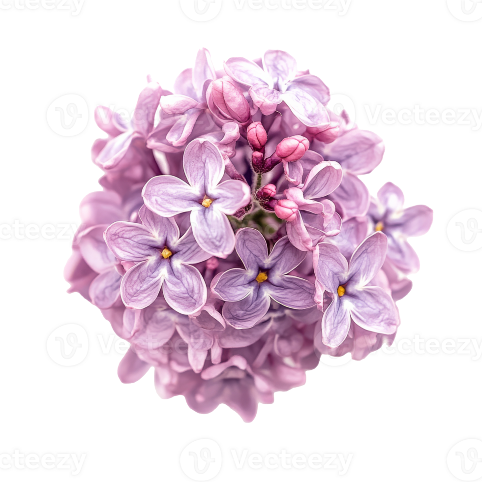 Beautiful lilac flowers in full bloom close up png