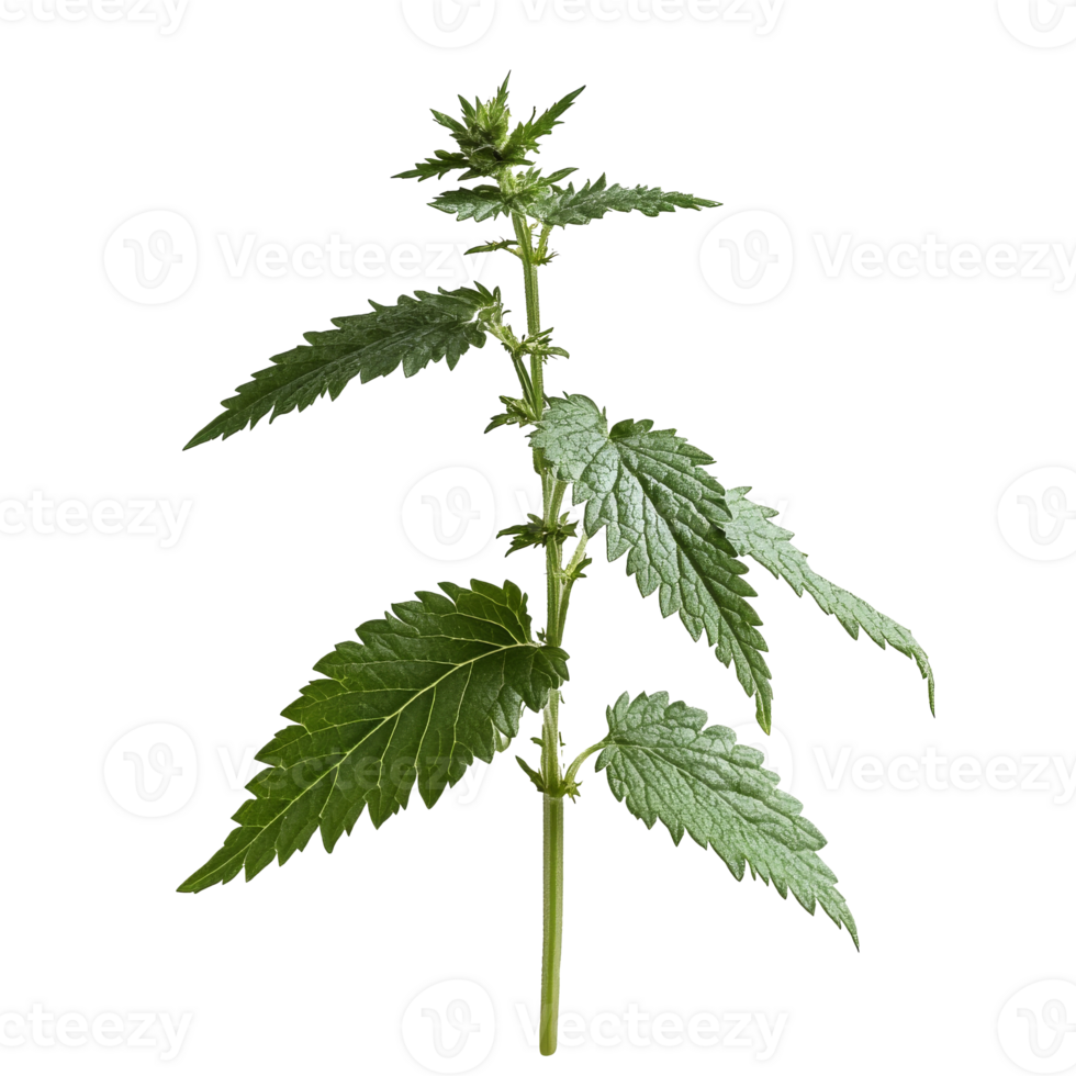 Nettle plant on white background png