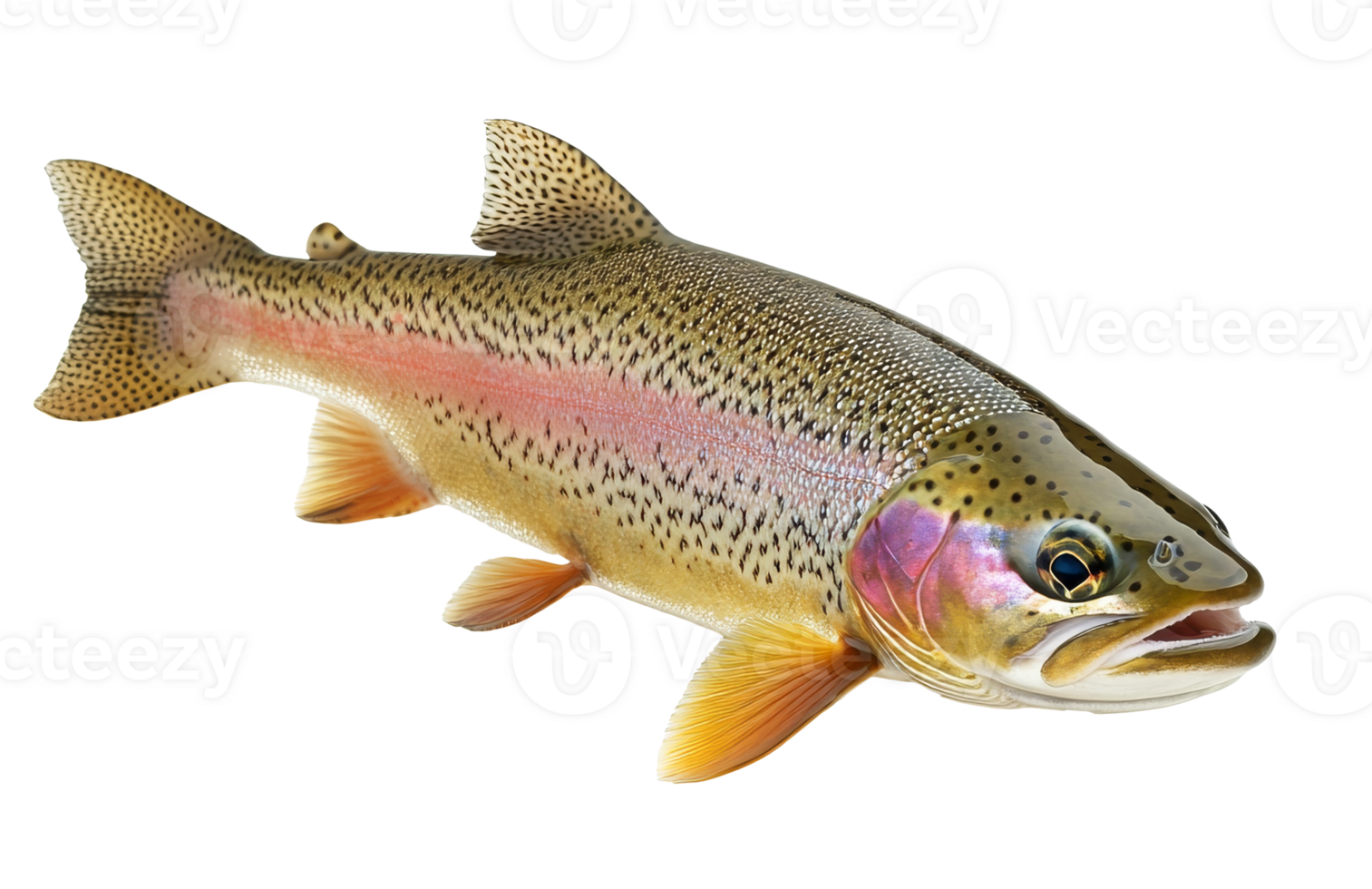 Rainbow trout swimming in clear freshwater stream png