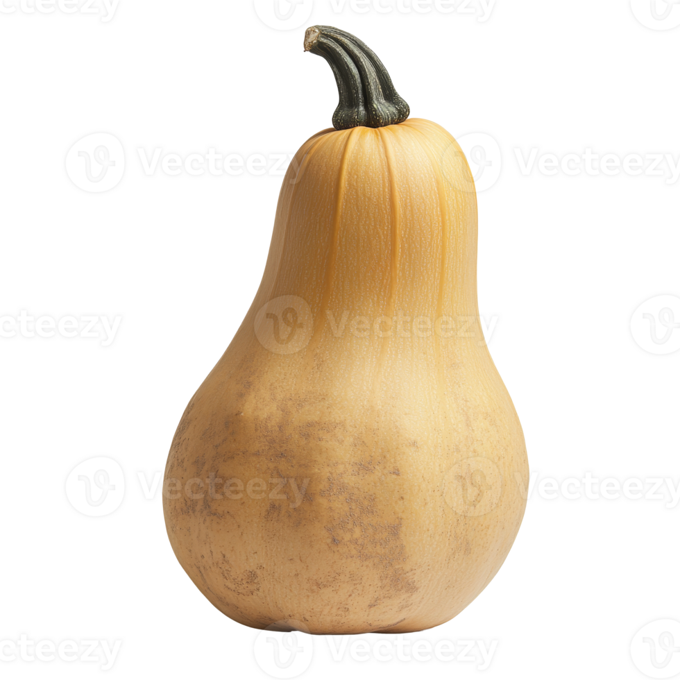 Fresh butternut squash on display in a kitchen png