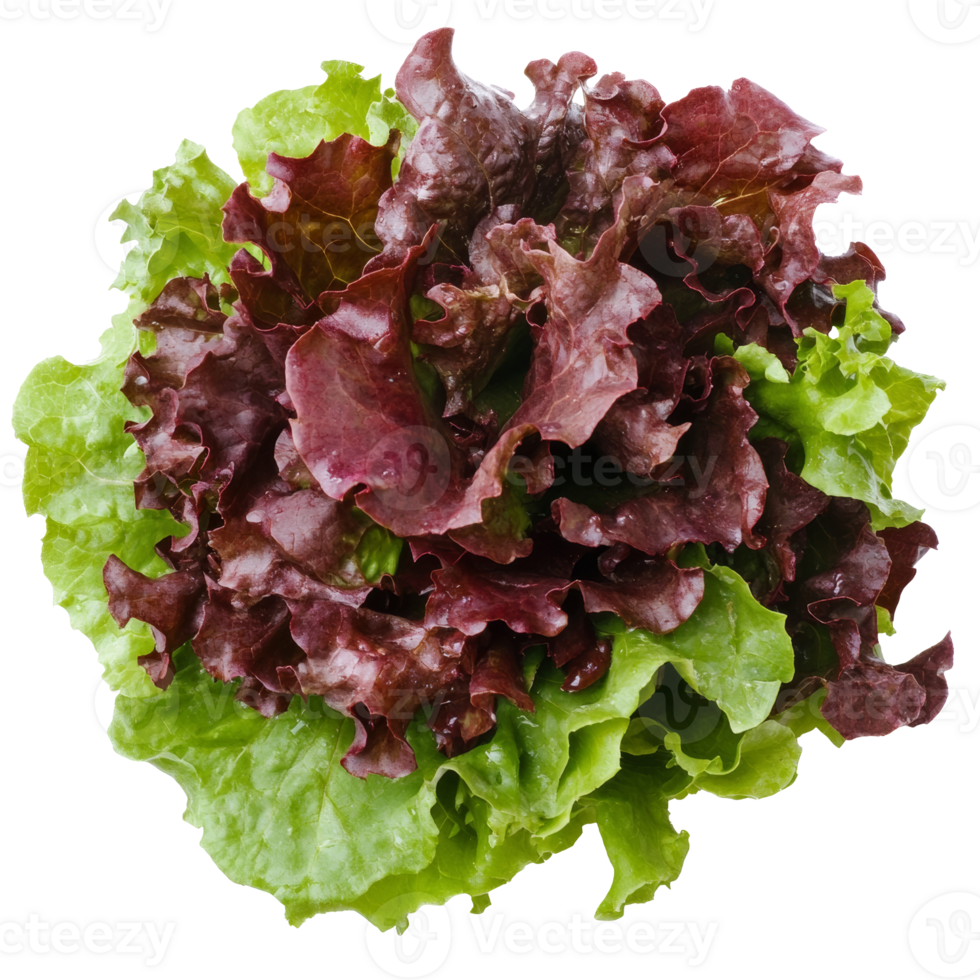 Colorful fresh mixed lettuce leaves png