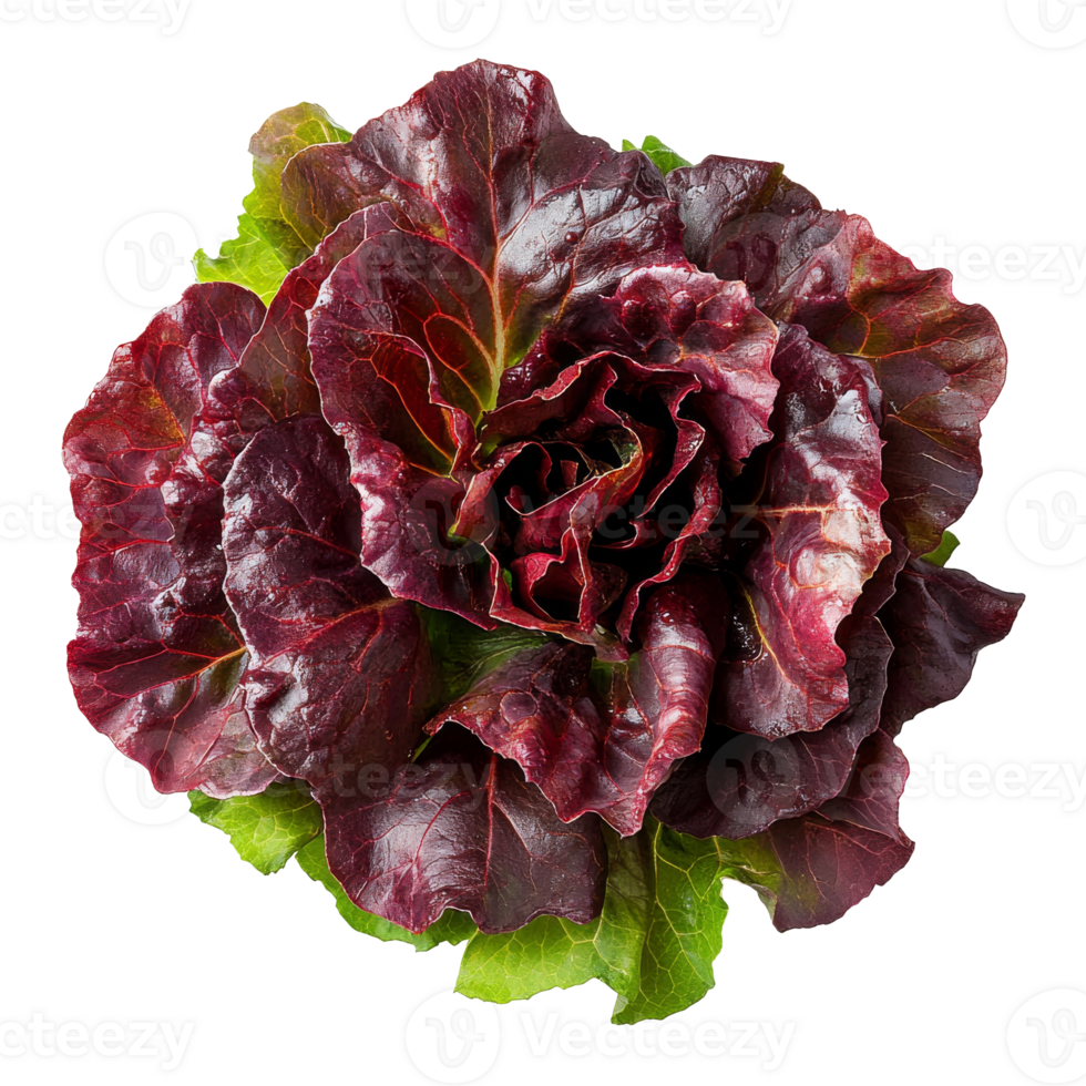 Beautiful red leaf lettuce on white png