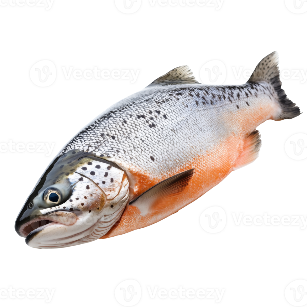 Trout on a white background png
