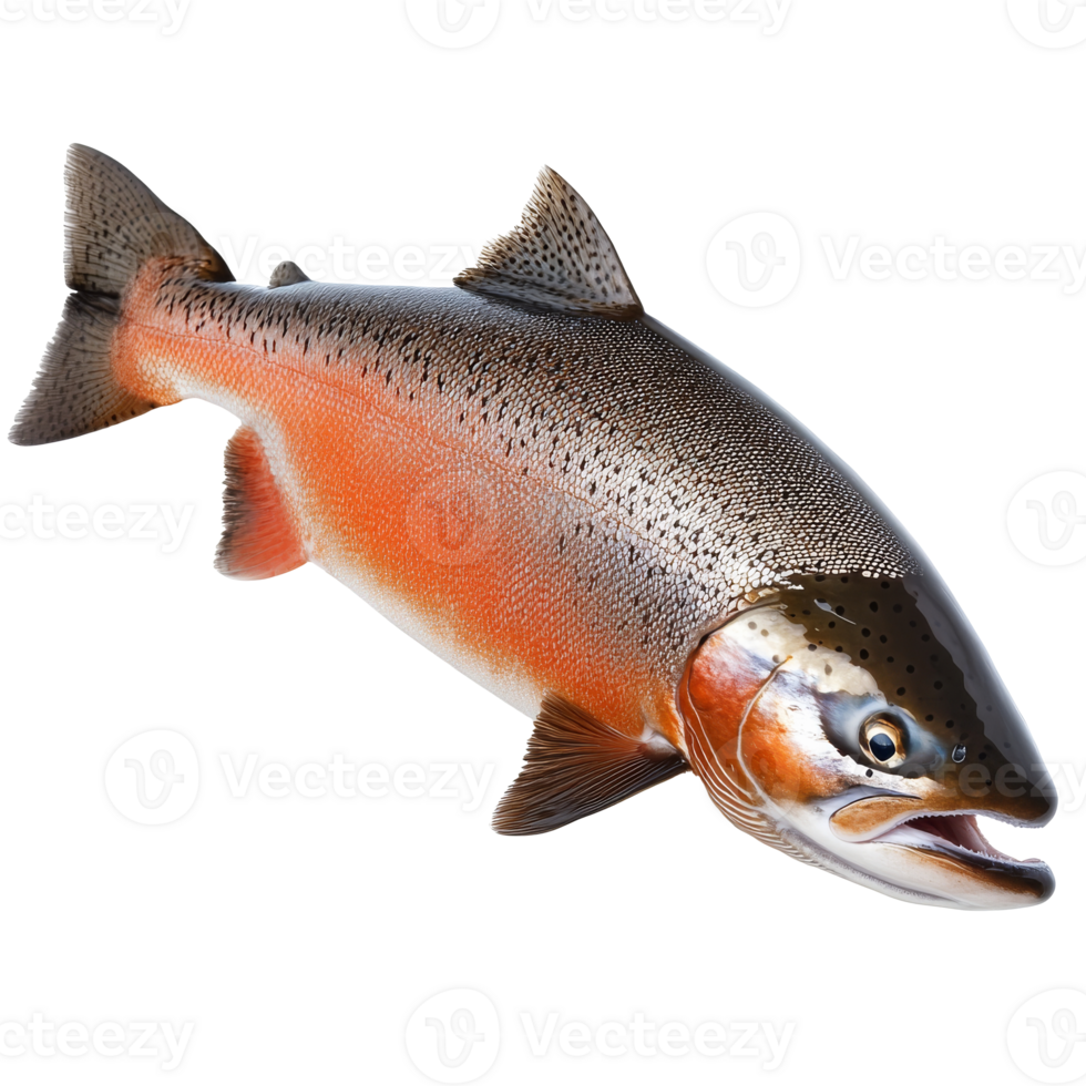 Trout fish on display png