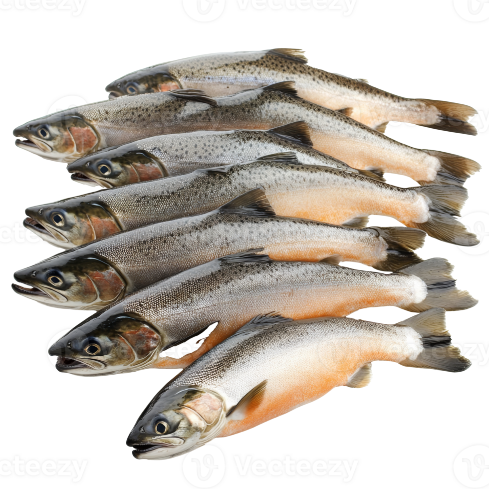 Caught trout on a white backdrop png