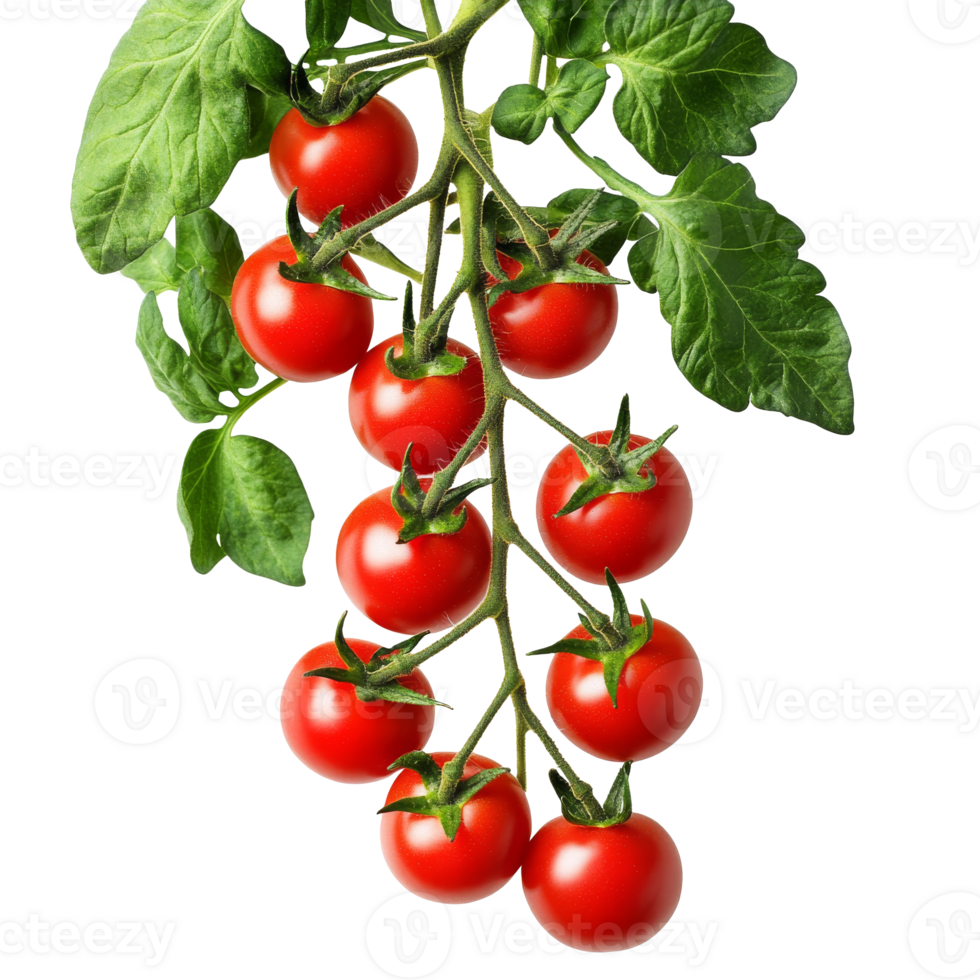 Vine ripened tomatoes on white png