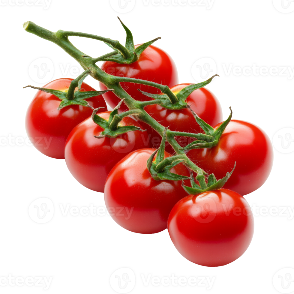 Fresh red tomatoes on a vine ready for harvest png