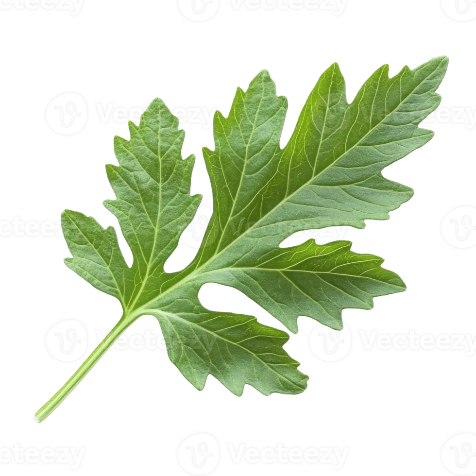 Fresh green leaf of a herb from a garden plant png