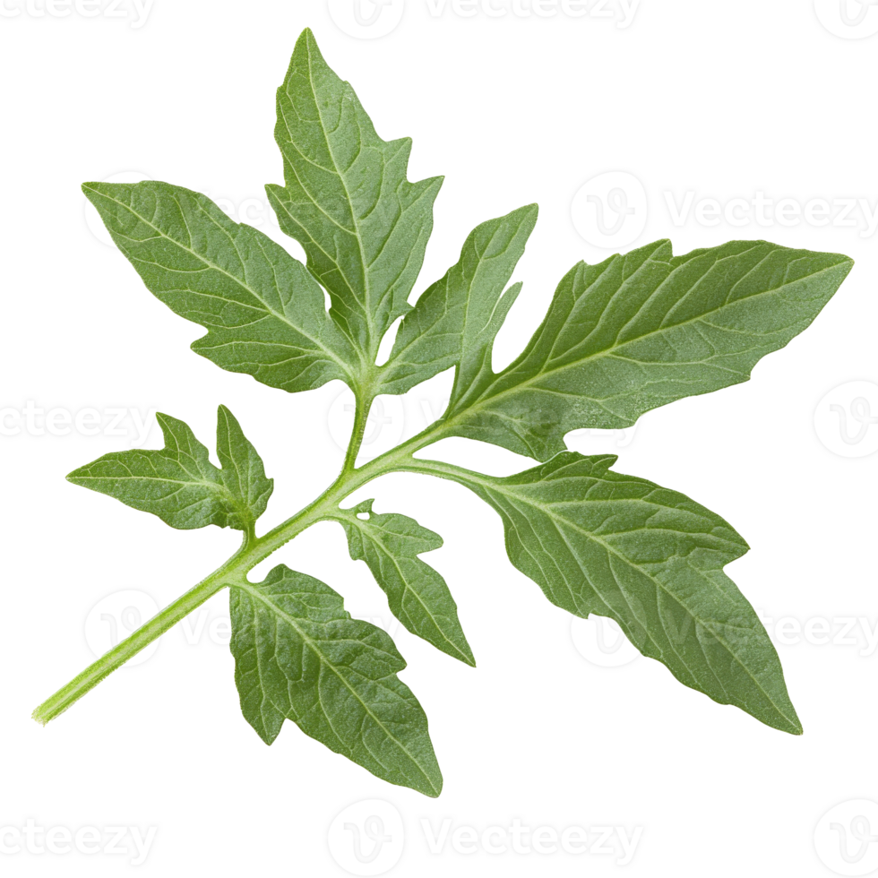Fresh tomato plant leaves on a simple background png