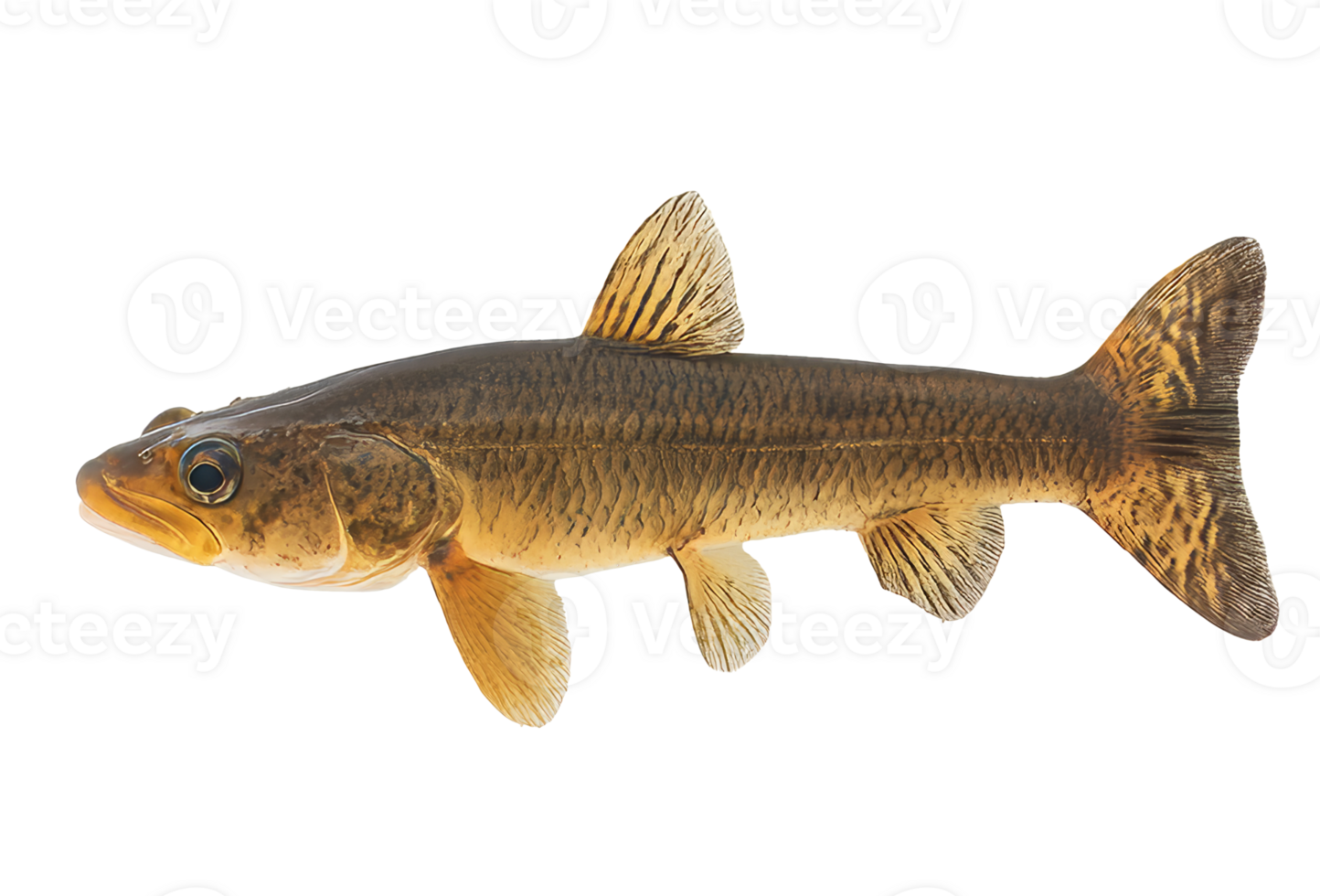 Distinctive freshwater fish on display png