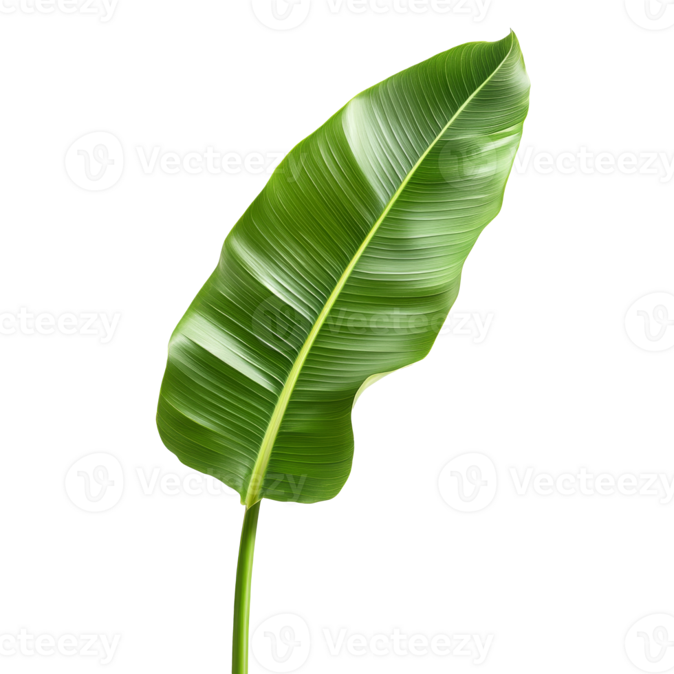 Green banana leaf on white background png