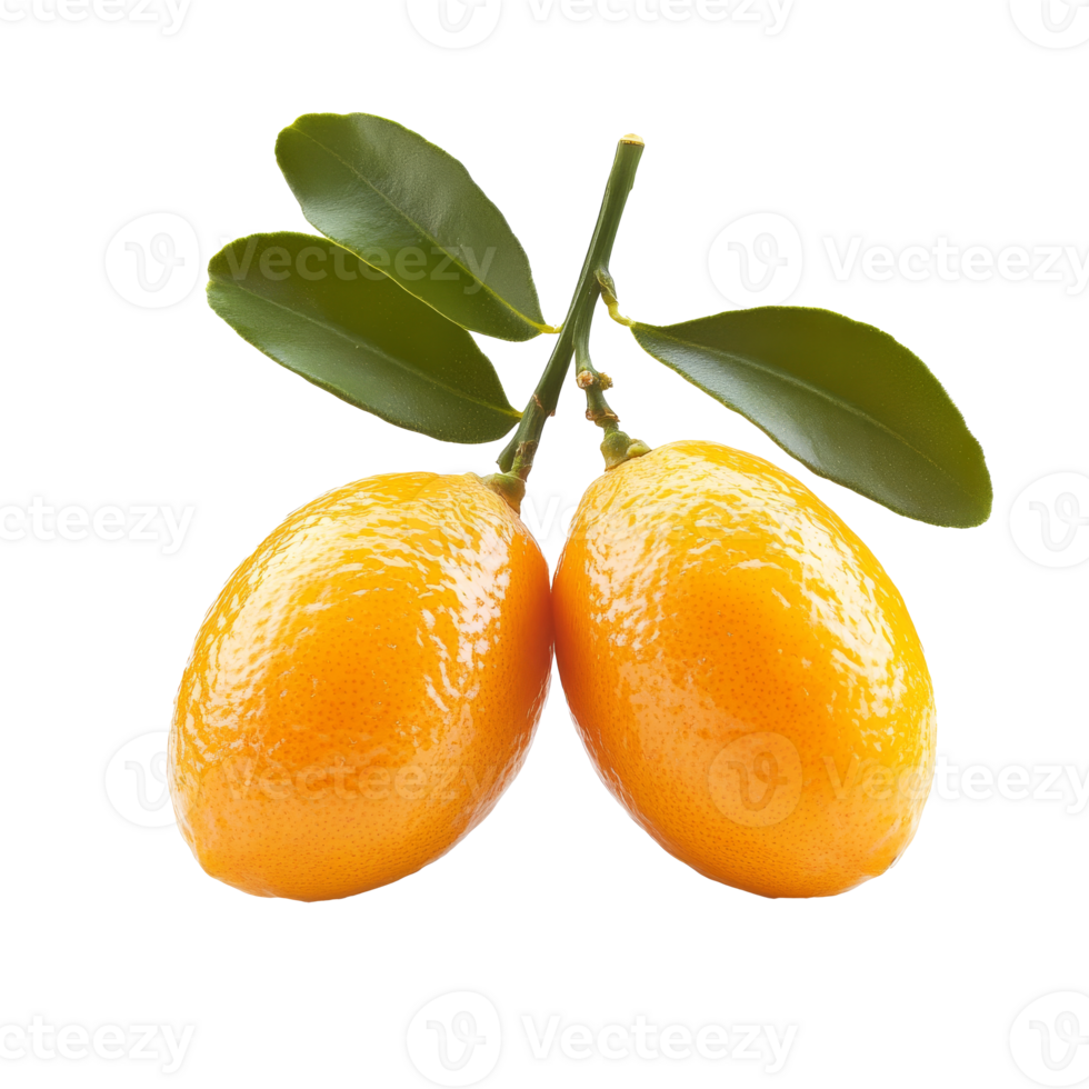 Fresh kumquats hanging on a branch with leaves png