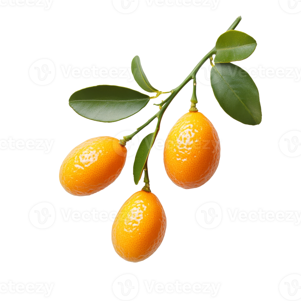 Kumquats on a leafy branch png