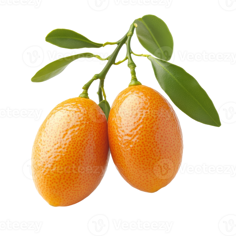 Kumquats on a green branch in daylight png