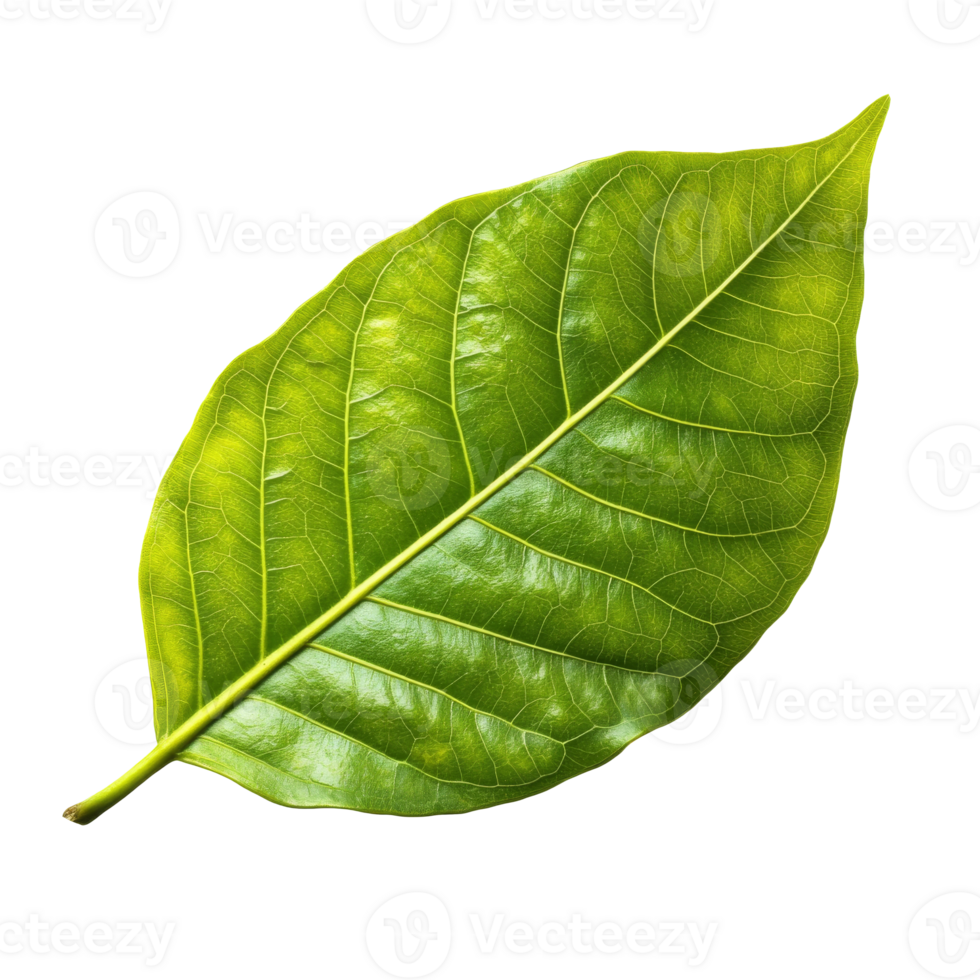 Large green leaf isolated on a white background png