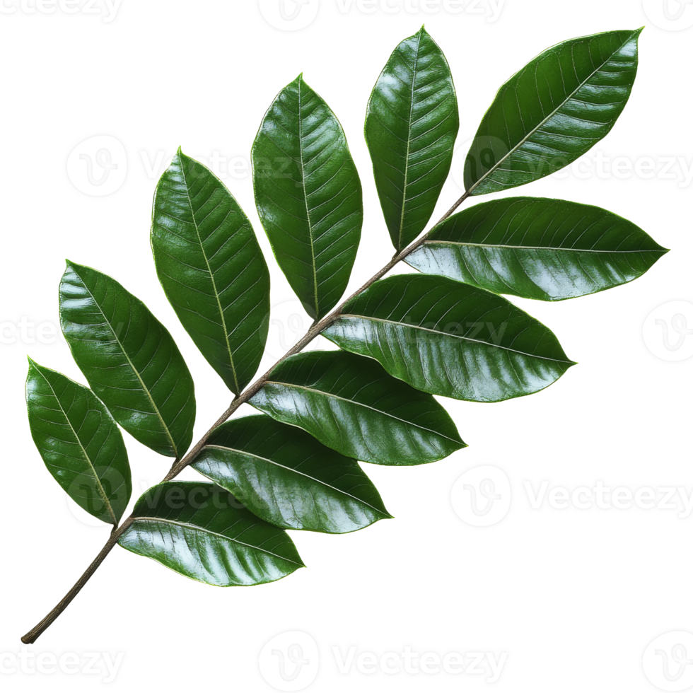 lustroso verde hoja rama desde un tropical planta png