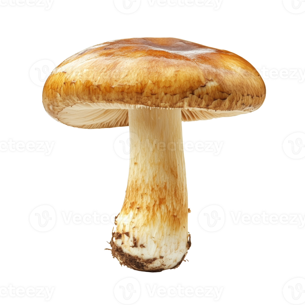 Detailed view of a wild mushroom with a smooth cap png
