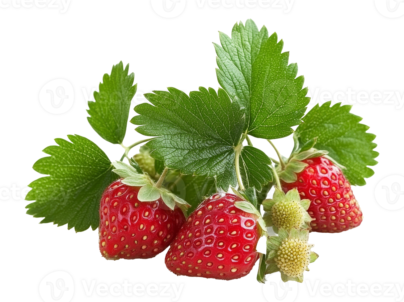 Fresh strawberries with green leaves png